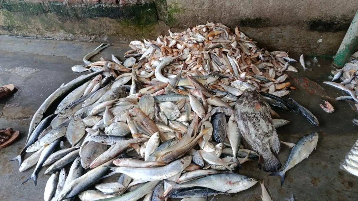 প্রোডাক্ট ছবি